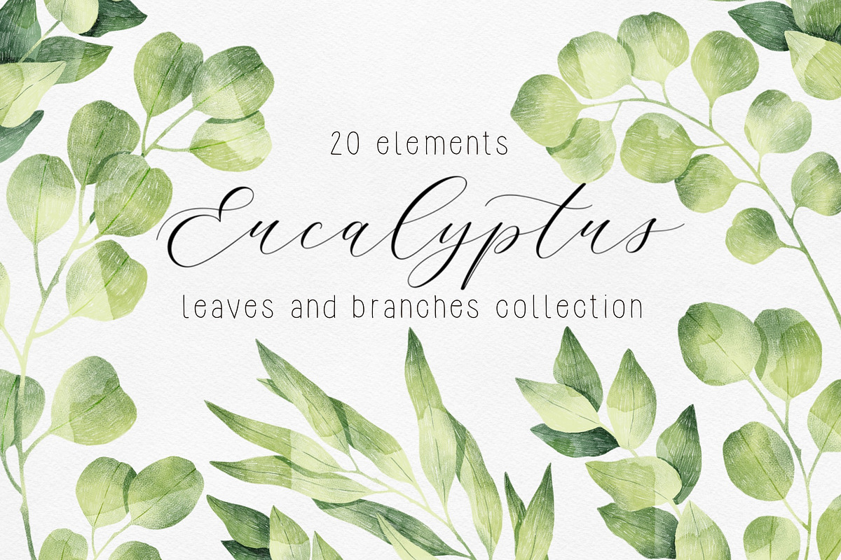 Eucalyptus Branches Collection, an Illustration by Helga Wigandt (Photo 1 of 5)