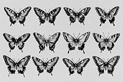 Hand Drawn Butterfly Vector, an Animal Illustration by Alternate Studio (Thumbnail 2 of 5)