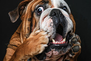236 surprised animals, an Animal Photo by Handmadefont (Thumbnail 238 of 241)