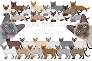 Tonkinese cat clip art, an Animal Illustration by pet design shop (Thumbnail 1 of 5)