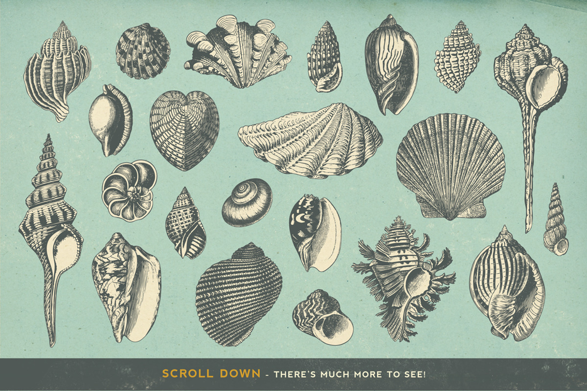 SALE! 100 Sealife Illustrations, an Animal Illustration by Anja Kaiser (Photo 2 of 6)