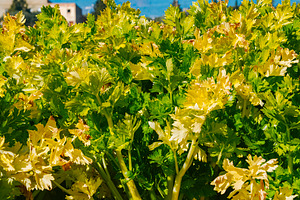 celery plants growing in an open field, a Photo by Nito