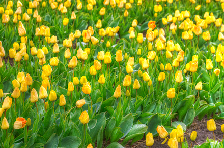yellow tulips, a Photo by Pictures for you!!!!!!!!!