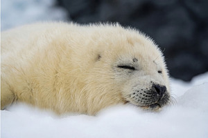 Adorable Harp Seal Pup Sleeping, an Animal Photo by Virgo Studio