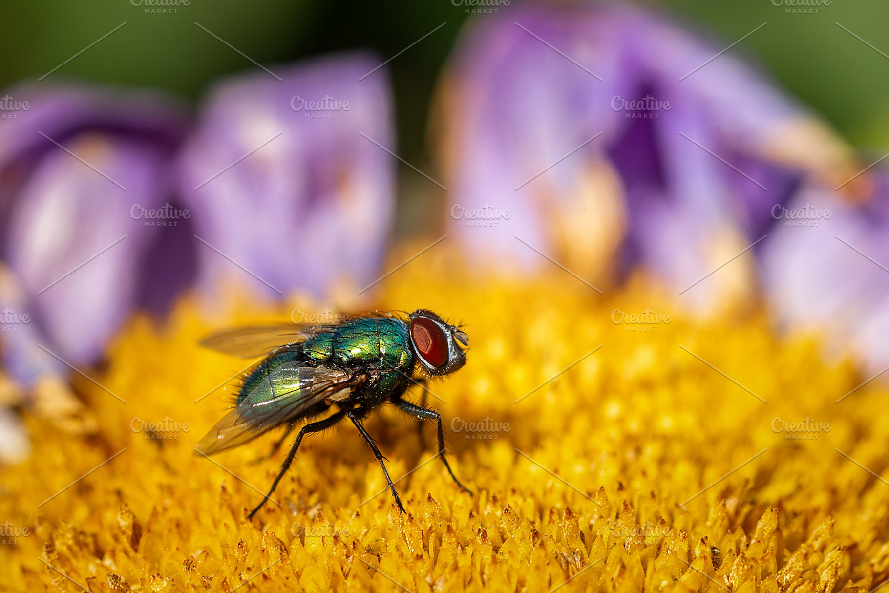 House fly, Fly, House fly on leaf., an Animal Photo by AlexBush