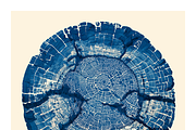 Natt Collection · Organic Tree Rings, a Texture Illustration by milatovar (Thumbnail 15 of 19)