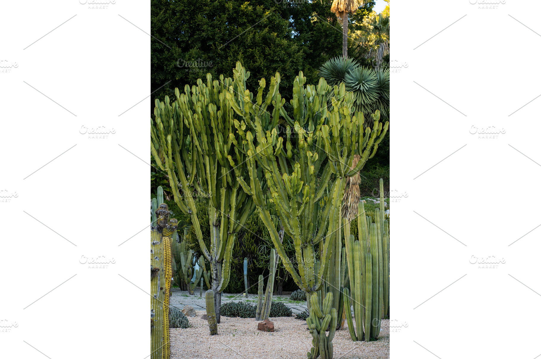 Euphorbia euphorbia ingens succulent, a Nature Photo by volodymyrshtun13795