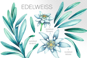 Watercolor Edelweiss Collection