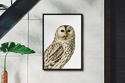 Vintage owl illustrations, an Animal Illustration by Natalka Dmitrova art (Thumbnail 3 of 7)
