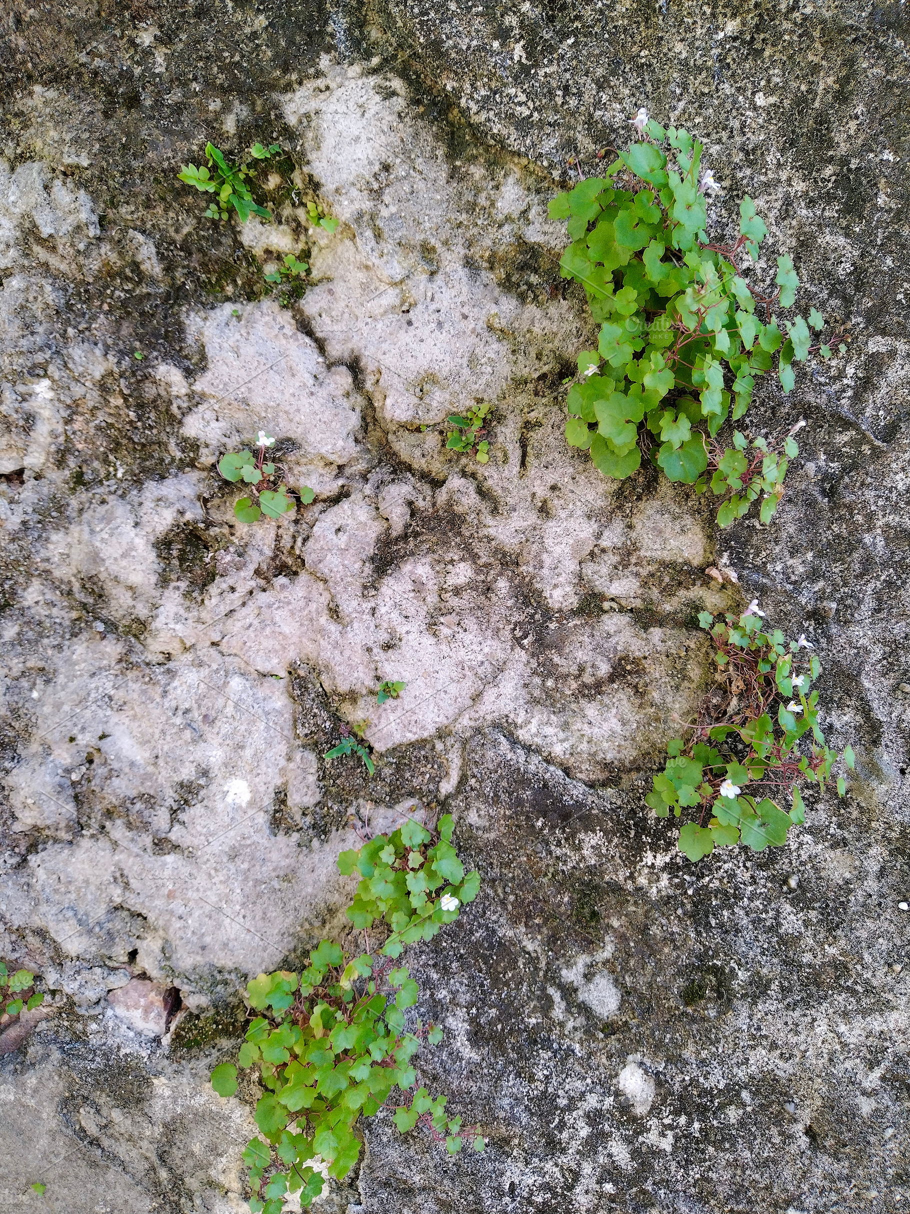 Fern sprouting from stone surface, a Nature Photo by DanFLCreativo