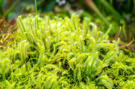 Drosera carnivorous plant in Singapore Botanic Gardens