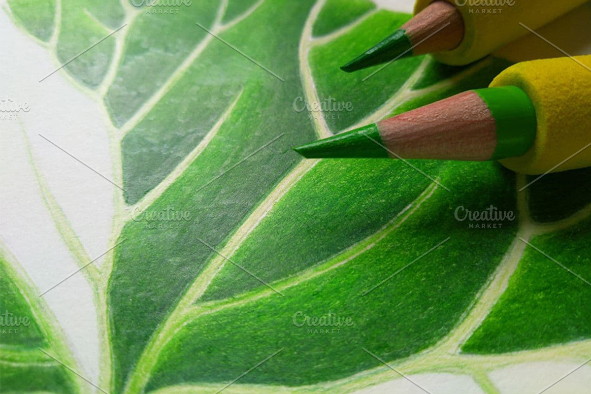 Centella Asiatica plant leaf, a Food Illustration by separisa (Photo 5 of 5)