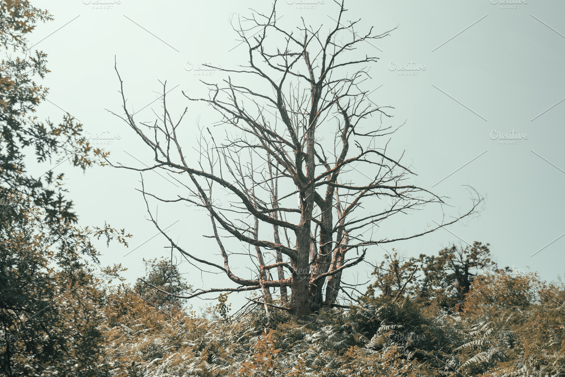 Bare tree above green forest, a Wallpaper Photo by SkyNext