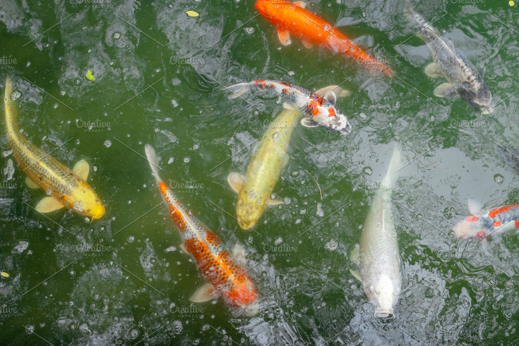 Colorful koi fish in the pond of Hiroshima Castle, Japan, an Animal Photo by GoodGoods