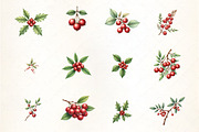 Holiday Berries and Leaves Clipar, an Illustration by CrexoraLab (Thumbnail 2 of 5)