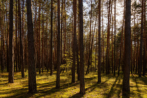 Sunrise or sunset in tall pine forest with long shadows on mossy ground. Nature, a Nature Photo by Eugene_Photo