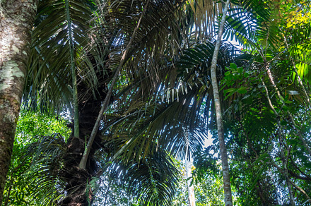 Lush tropical rainforest canopy in Tentena, Sulawesi, Indonesia, a Nature Photo by GoodGoods