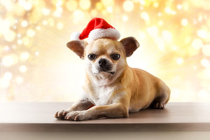 Chihuahua dog Santa hat with golden bokeh background and sparkle, a Holiday Photo by Davizro's Market