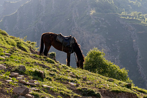 A saddled horse grazes on a mountain, a Transportation Photo by Schreibikus
