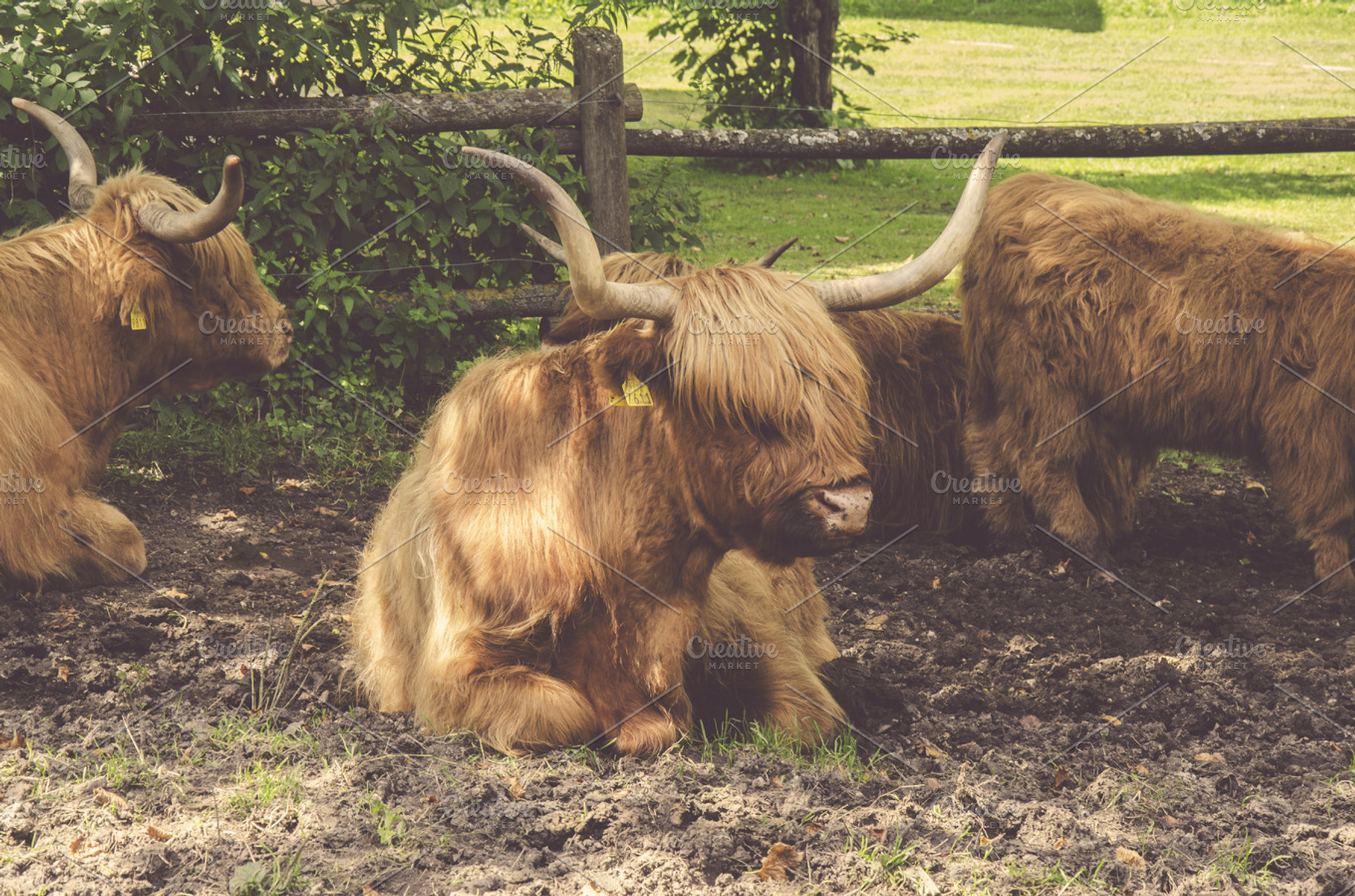 Highland cattle hairy cow stock photo containing cattle and cow