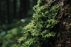 Moss Growing on Tree Bark, a Nature Photo by Virgo Studio