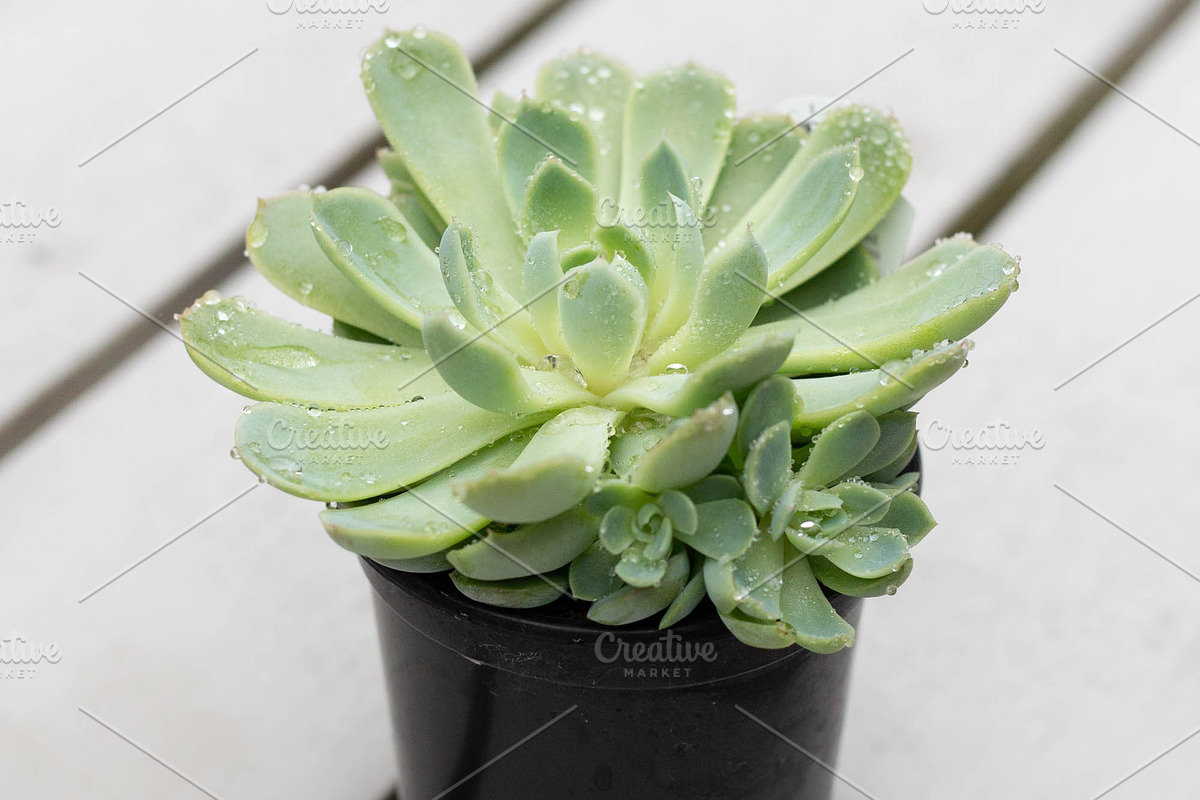 Minimalist Wellness Photo Bundle, a Health & Medical Photo by Wellness Stock Market (Photo 8 of 16)