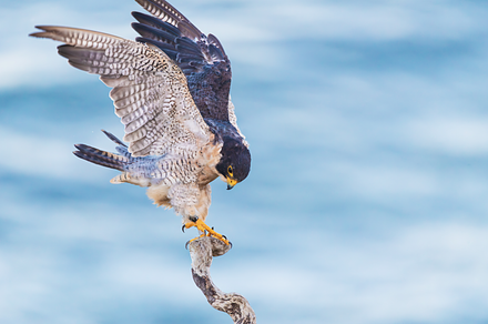 Male Falcon Wings out, an Animal Photo by ryancartermedia