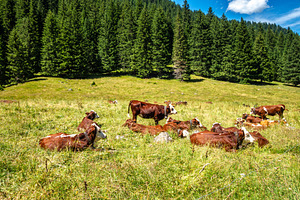 Brown cows resting in alpine pasture Contamines Montjoie, France, an Animal Photo by GoodGoods
