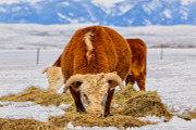 Hereford Cattle - Vertical, an Animal Photo by RodeoPixels WesternImage (Thumbnail 1 of 2)