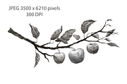 APPLE TREE BRANCH Pencil Drawing, a Background Graphic by Nastya Draws (Thumbnail 2 of 2)