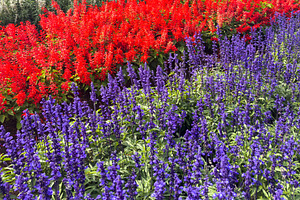 Salvia And Cockscomb Flowers Garden Background