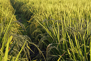 Golden Rice Field at Sunset, a Photo by LOGOCREATIVE (Thumbnail 11 of 29)