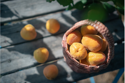 rattan basket with ripe apricots on, a Food & Drink Photo by irina.paley