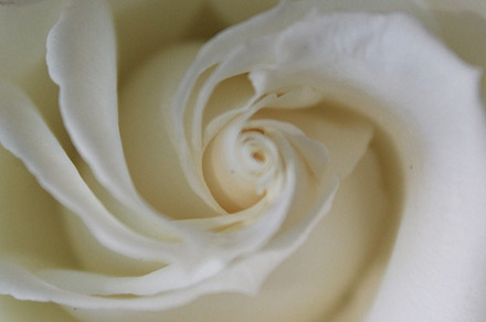 White Rose Bloom