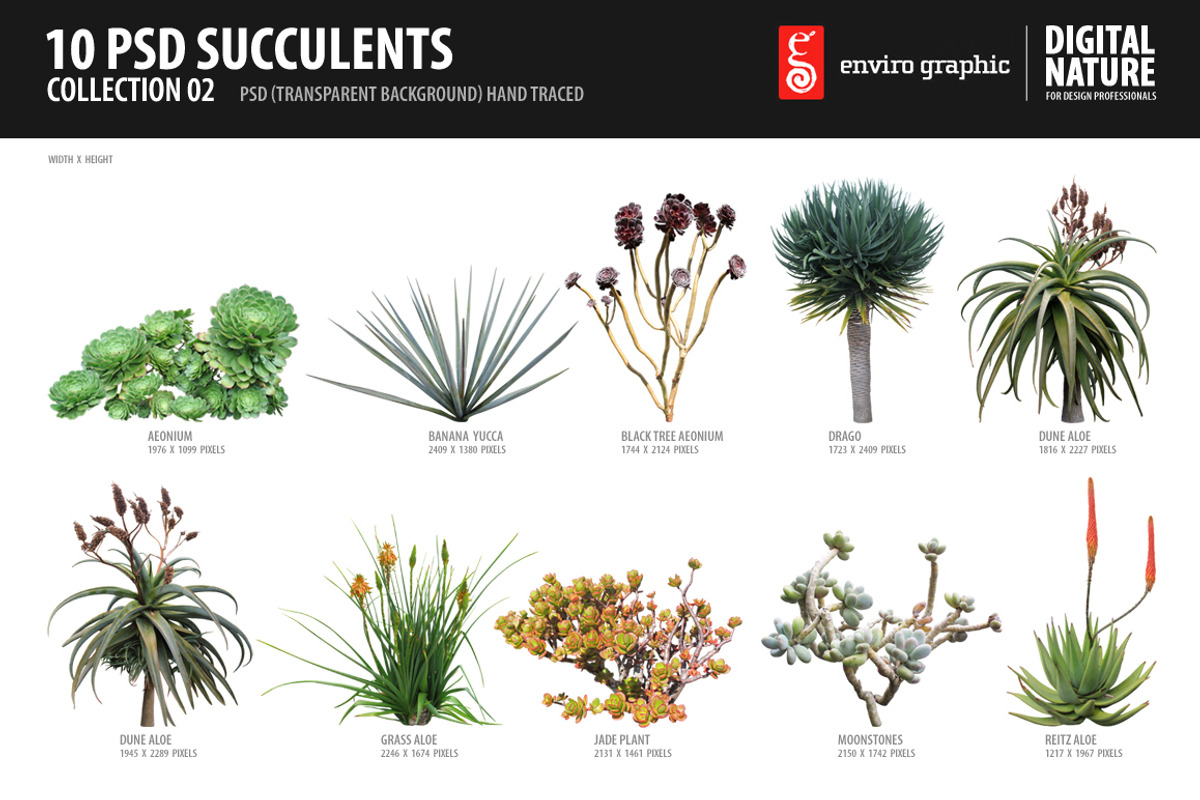 10 PSD Succulents Collection 2