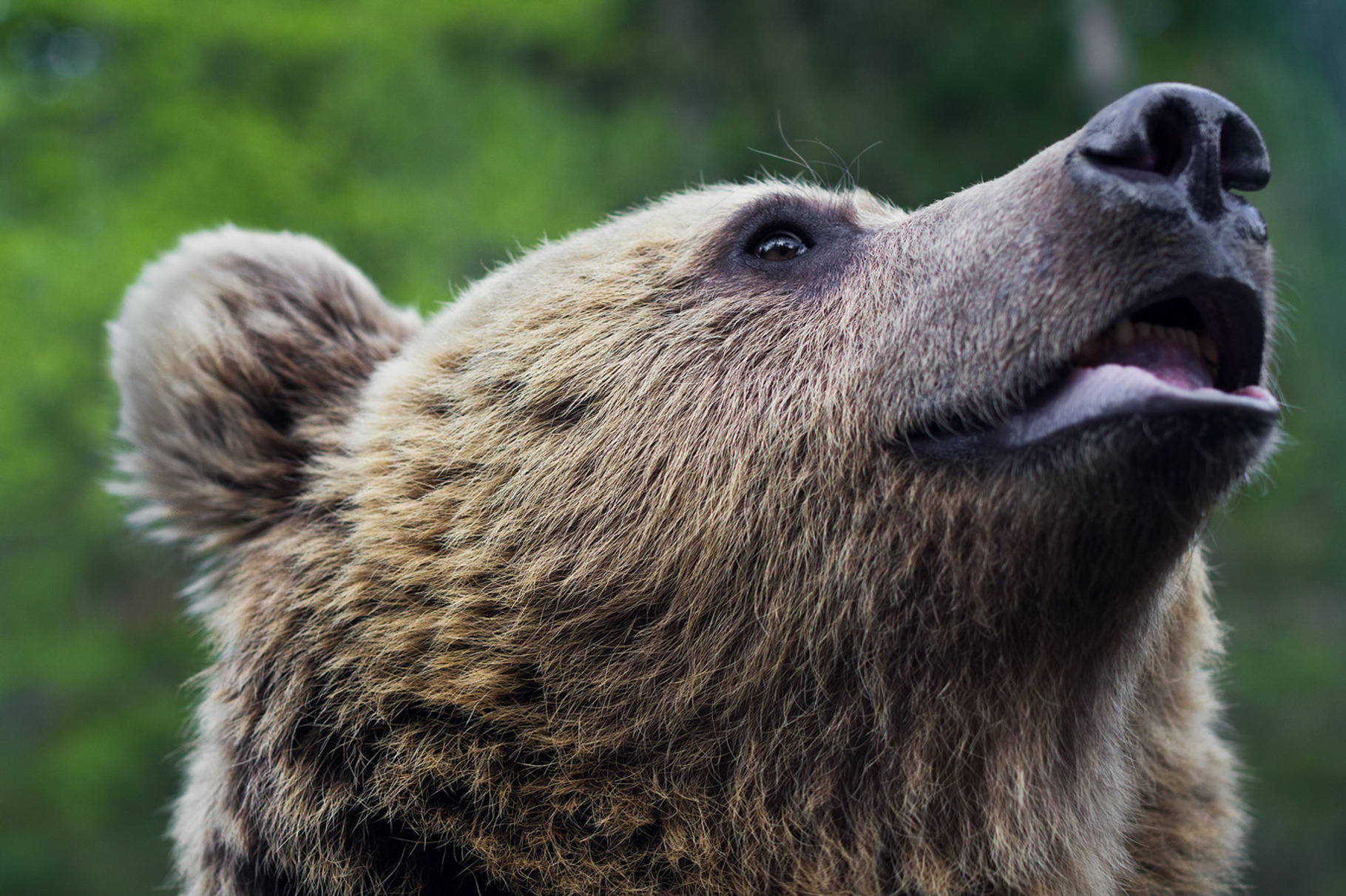 Brown bear containing brown, bear, and animal, an Animal Photo by Eni_fly