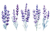 Lavender flowers watercolor, clipart, a Food Illustration by Hanna Hryharenka (Thumbnail 6 of 17)