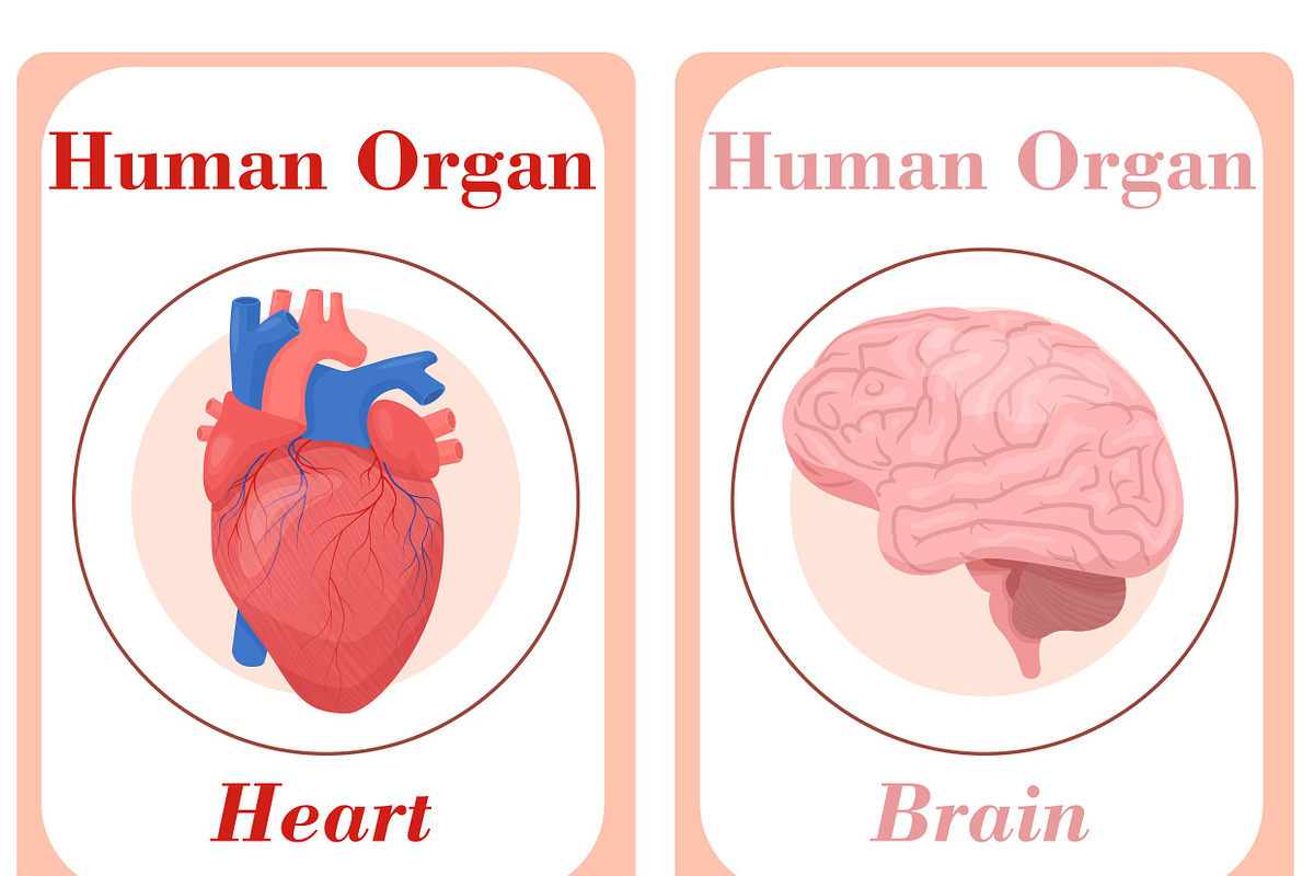 Human Organs Flash Cards, a Card Template by DigitalsDesigns (Photo 2 of 4)