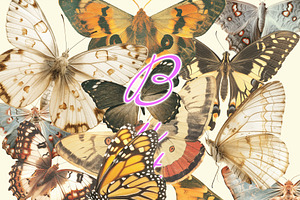 Moth And Butterflies