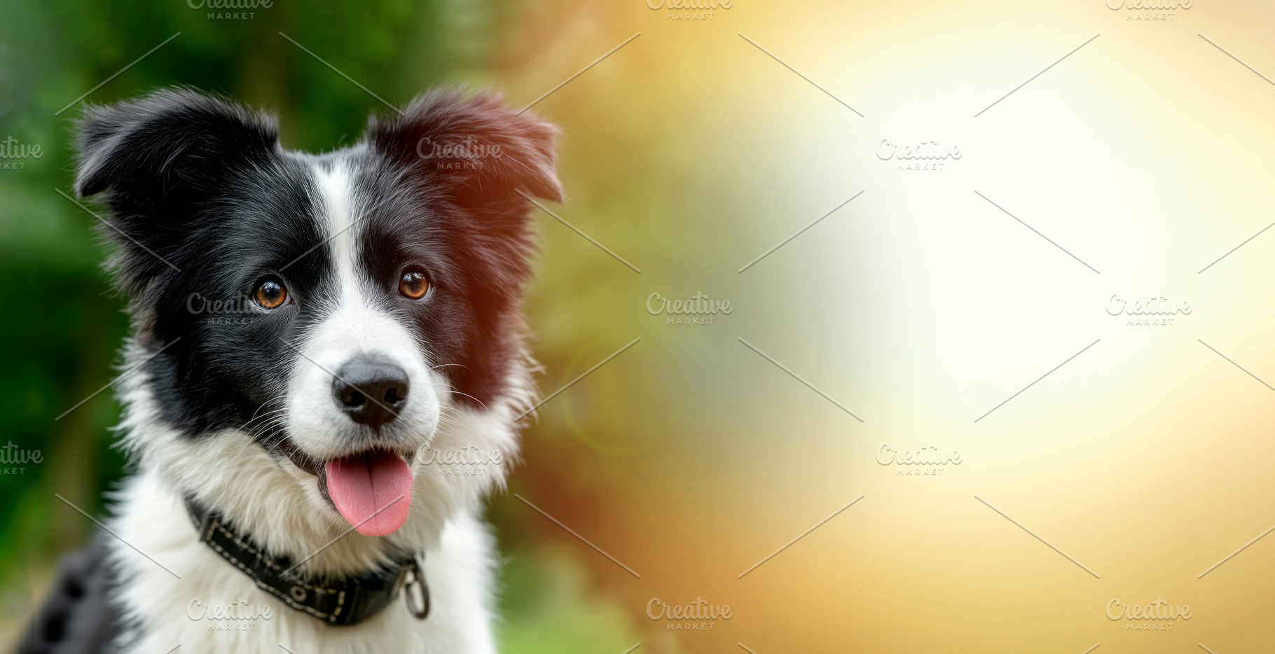Adorable black and white Border Collie puppy with tongue out sit, an Animal Photo by José Manuel Gelpi