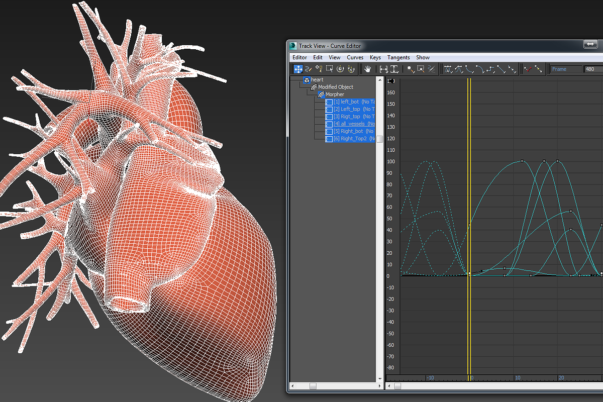 Human heart animated v3, a Characters & Person 3D Model by konstantin.ermolaev (Photo 8 of 8)
