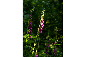 Flowers of the Ladys Glove or, a Nature Photo by Backyard Stock