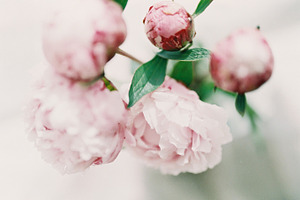 Film featuring film, peones, and flowers