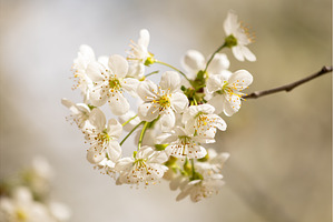 Blooming White Cherry Tree Branches