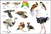 Watercolor Birds collection PNG, an Animal Illustration by FineArt (Thumbnail 4 of 7)