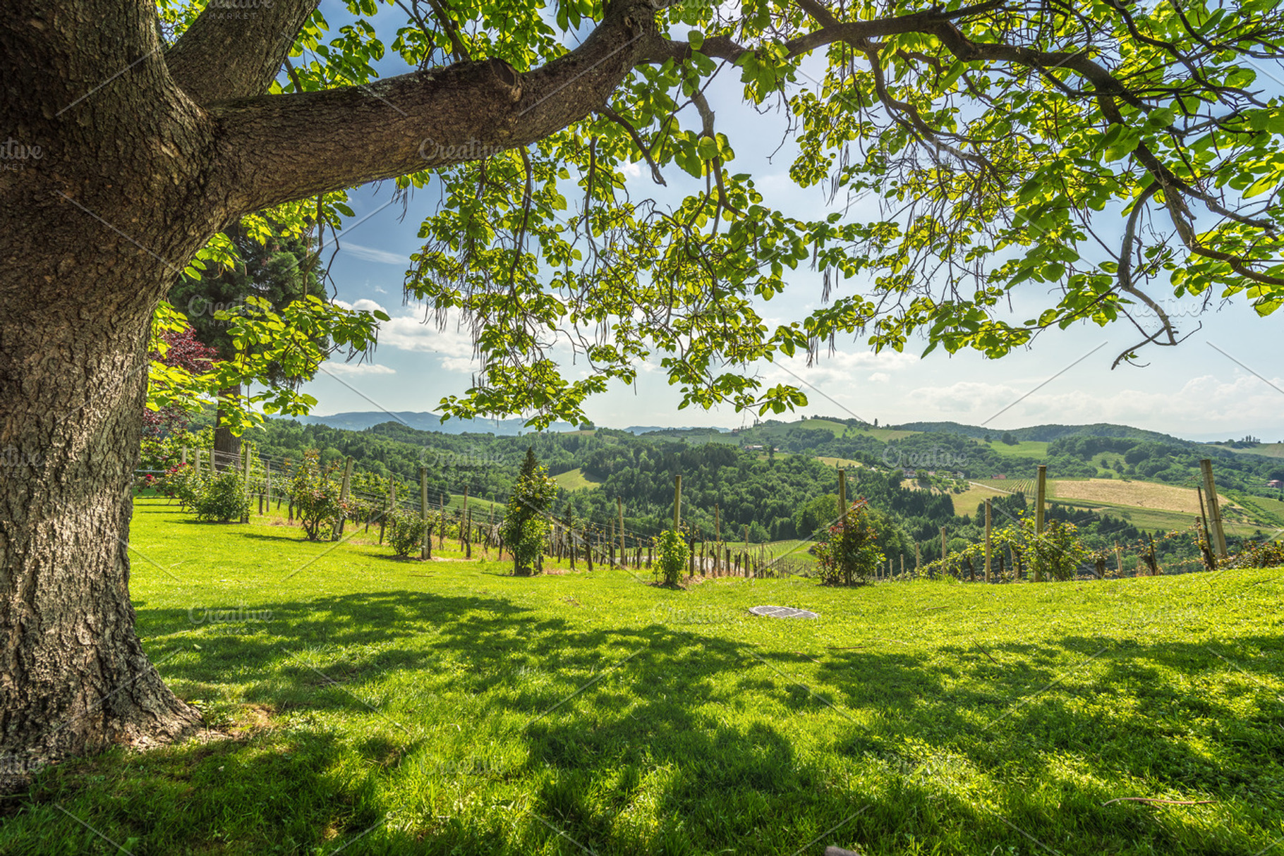 Vineyards containing grass, awesome, and frame, a Nature Photo by ChristianThür Photography