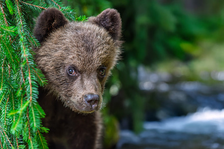 A curious young bear peeking through green foliage near a gentle, an Animal Photo by Byrdyak