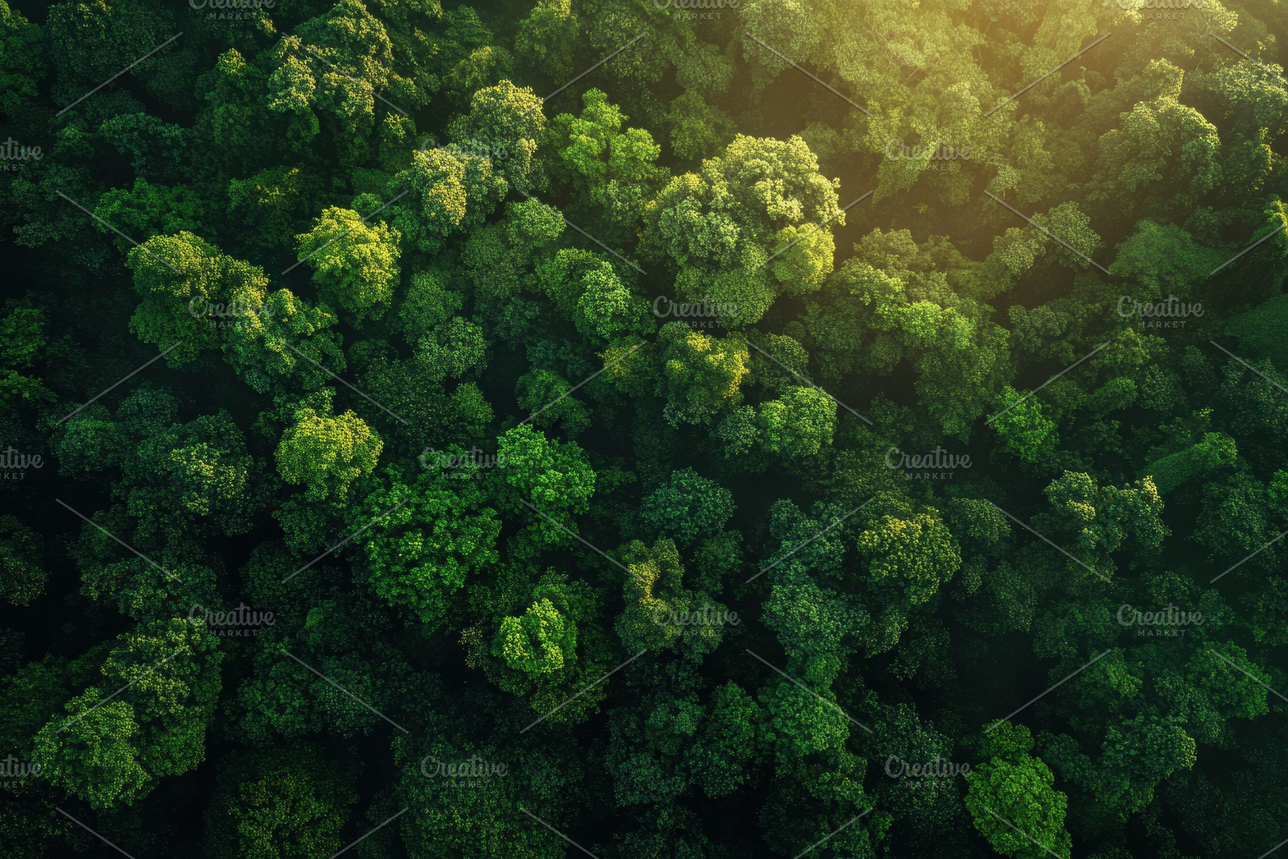 Amazon forest landscape at sunrise, a Photo by Pavel_design