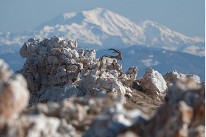 A group of adult ibex are resting on, an Animal Photo by ZinetroN