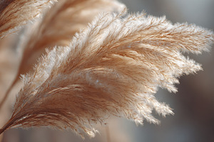 Soft golden grass sways in sunlight, a Photo by Beautiful things